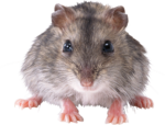 Скачать PNG картинку на прозрачном фоне Маленькая серая мышка, стоит смотрит вперед