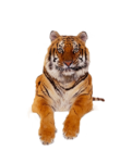 Скачать PNG картинку на прозрачном фоне морда, лапки, вперед, тигр