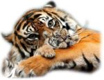 Скачать PNG картинку на прозрачном фоне морда на лапках тигр и тигренок