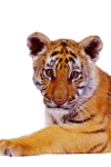 Скачать PNG картинку на прозрачном фоне морда, вперед тигр