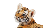Скачать PNG картинку на прозрачном фоне морда, взгляд на зрителя тигренок