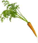 Скачать PNG картинку на прозрачном фоне Морковка с ботвой