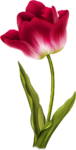 Скачать PNG картинку на прозрачном фоне На половину раскрытый красно-белый нарисованный тюльпан