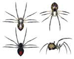 Скачать PNG картинку на прозрачном фоне набор из четырех пауков, в разных ракурсах, картинка
