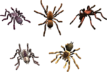 Скачать PNG картинку на прозрачном фоне набор нарисованных паукоов