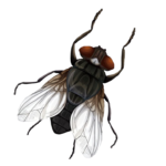 Скачать PNG картинку на прозрачном фоне Нарисованная муха, рисунок, вид сверху