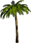 Скачать PNG картинку на прозрачном фоне Нарисованная пальма