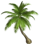 Скачать PNG картинку на прозрачном фоне Нарисованная пальма, вид сверху