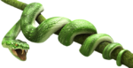 Скачать PNG картинку на прозрачном фоне Нарисованная змея на ветке, зеленя, с открытым ртом