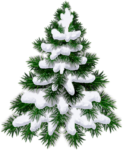 Скачать PNG картинку на прозрачном фоне нарисованная,лесная, зеленая елка в снегу