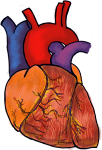 Скачать PNG картинку на прозрачном фоне Нарисованное человеческое сердце