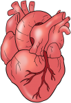 Скачать PNG картинку на прозрачном фоне Нарисованное человеческое сердце, вид сбоку