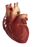 Скачать PNG картинку на прозрачном фоне Нарисованное объемное человеческое сердце