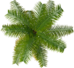 Скачать PNG картинку на прозрачном фоне Нарисованные пальмовые листья, вид сверху