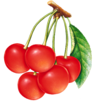 Скачать PNG картинку на прозрачном фоне Нарисованные ягоды черешни на одной ветке и с одним листиком