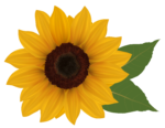 Скачать PNG картинку на прозрачном фоне Нарисованный цветок подсолнечника вид сверху