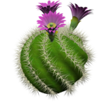 Скачать PNG картинку на прозрачном фоне Нарисованный кактус с фиолетовыми цветами