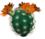 Скачать PNG картинку на прозрачном фоне Нарисованный кактус с оранжевыми цветами