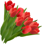 Скачать PNG картинку на прозрачном фоне Нарисованный красные тюльпаны в охапке