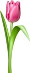 Скачать PNG картинку на прозрачном фоне Нарисованный розовый тюльпан