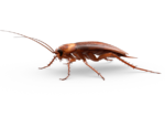 Скачать PNG картинку на прозрачном фоне Нарисованный таракан смотрит влево, вид сбоку