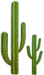 Скачать PNG картинку на прозрачном фоне Нарисованнык кактусы с росточками