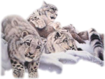 Скачать PNG картинку на прозрачном фоне несколько тигров белые полосатые рисунок
