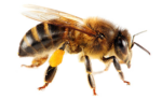 Скачать PNG картинку на прозрачном фоне Обычная пчела, вид сбоку