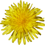 Скачать PNG картинку на прозрачном фоне Одуванчик, цветок, желтый