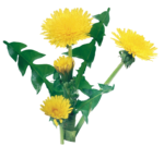 Скачать PNG картинку на прозрачном фоне Одуванчики с листьями, вид сбоку