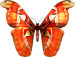 Скачать PNG картинку на прозрачном фоне Оранжево-белая бабочка, нарисованная