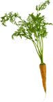 Скачать PNG картинку на прозрачном фоне Острая морковка с ботвой