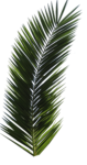 Скачать PNG картинку на прозрачном фоне Пальмовые листья
