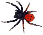 Скачать PNG картинку на прозрачном фоне паук-эрезид, с частично красной спинкой с черными точками, вид сверху