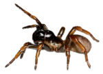 Скачать PNG картинку на прозрачном фоне паук-каменщик,вид сбоку, подняты передние лапы