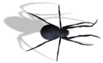 Скачать PNG картинку на прозрачном фоне паук каракурт, вид сверху, черный, нарисованный