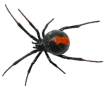 Скачать PNG картинку на прозрачном фоне паук каракурт, вид сверху, красное пятно на брюшке