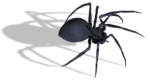 Скачать PNG картинку на прозрачном фоне паук, картинка, черный, с тенью