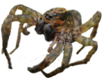 Скачать PNG картинку на прозрачном фоне паук, крупный, с длинными ножками