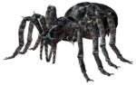 Скачать PNG картинку на прозрачном фоне паук, нарисованный, темный