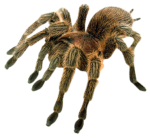 Скачать PNG картинку на прозрачном фоне паук птицеед, мохнатый, коричневый