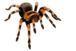 Скачать PNG картинку на прозрачном фоне паук птицеед, вид спереди, полосатый, черно-оранжевый