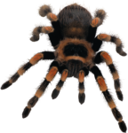 Скачать PNG картинку на прозрачном фоне паук птицеед, вид спереди, полосатый, оранжево-черный