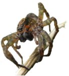 Скачать PNG картинку на прозрачном фоне паук с длинными ножками, на ветке