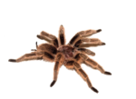 Скачать PNG картинку на прозрачном фоне паук тараннтул, мохнатый, вид сверху