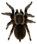Скачать PNG картинку на прозрачном фоне паук тарантул, вид сверху, можнатый, коричневый