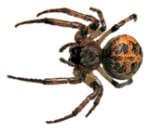 Скачать PNG картинку на прозрачном фоне паук тетрагнатид, вид сверху, оранжево-коричневый