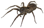 Скачать PNG картинку на прозрачном фоне паук, вид сбоку, коричневый, справа