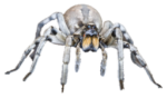 Скачать PNG картинку на прозрачном фоне паук, вид спереди, белый