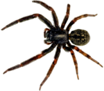 Скачать PNG картинку на прозрачном фоне паук, вид сверху, полосатый, с длинными лапами